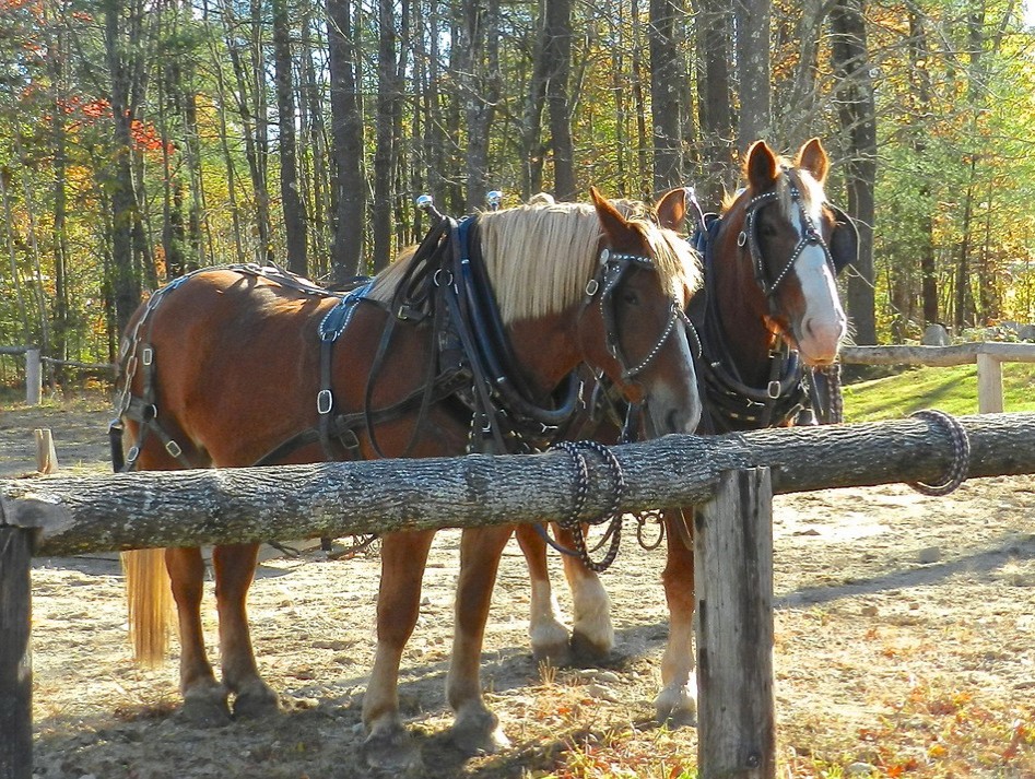 Yorktown Disciple