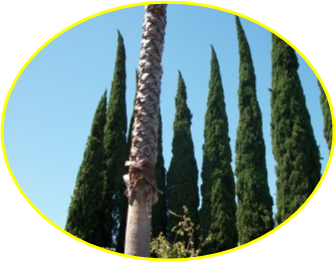 Poem trees 