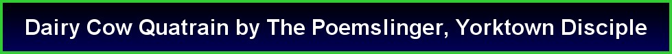 Dairy Cow Quatrain by The Poemslinger, Yorktown Disciple